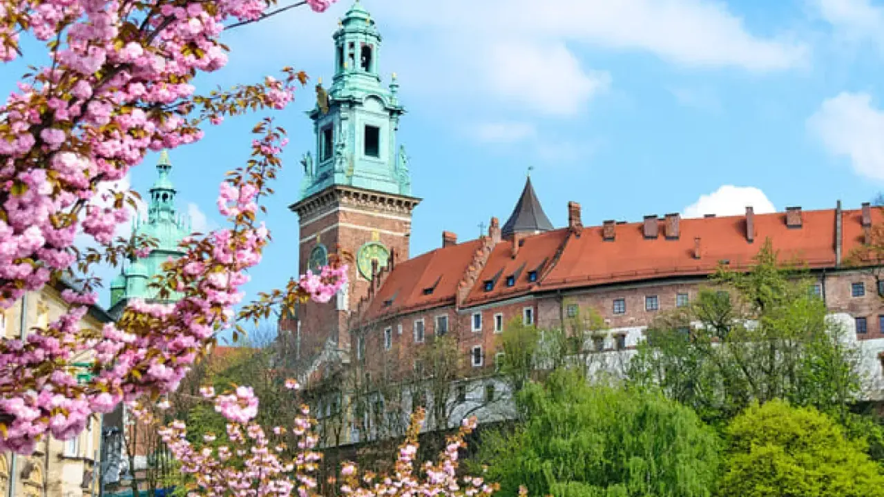Wiosna na błoniach krakowskich. Kwitnące drzewa wiśni ozdabiają widok na Wawel z zielonymi wieżami i ceglanymi murami.