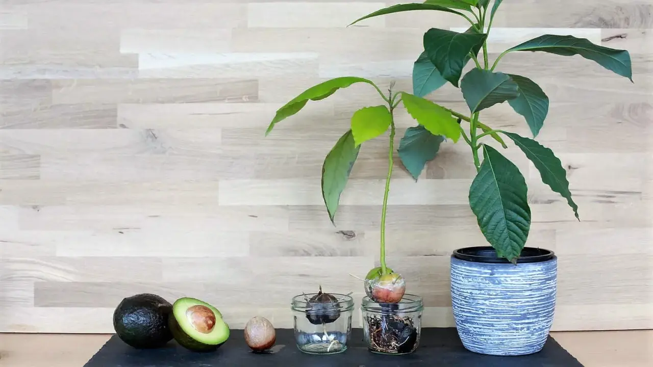 Von ganzen Avocados bis zu einer jungen avocado pflanze im Topf, die Entwicklung von der Frucht zum grünen Sprössling.