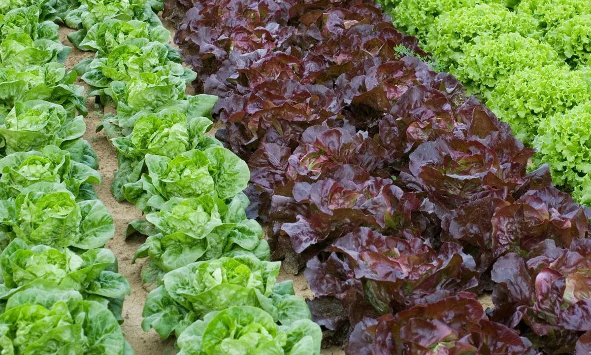 Légumes verts et rouges en rangées. Idéal pour savoir quand planter les salades en pleine terre.
