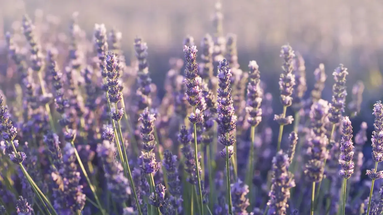 Pole pełne kwitnącej lawendy wąskolistnej (lavandula angustifolia) w delikatnym, rozproszonym świetle.