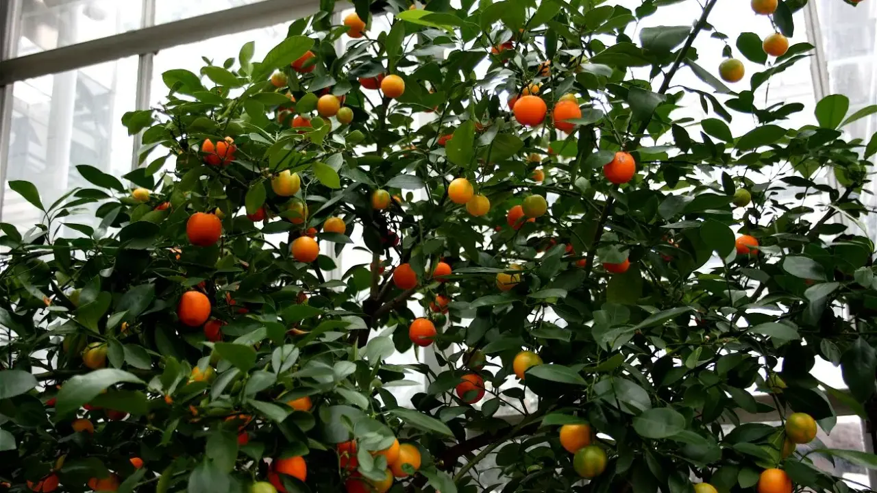 Krzew z owocami, jak małe pomarańcze, to **oriana calamondin**.