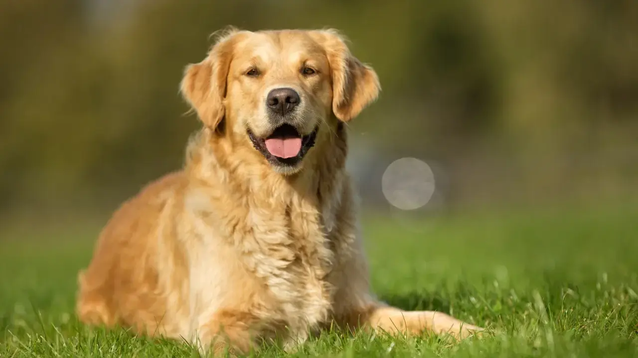 Uśmiechnięty golden retriever leży na trawie, ciesząc się ciepłym dniem.