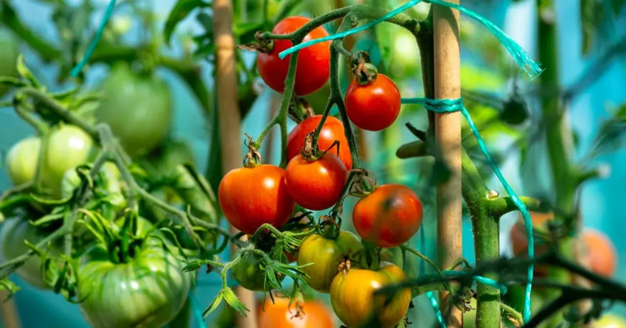 Tomates rouges et vertes mûrissant sur la tige, promettant les meilleures tomates pour salade.