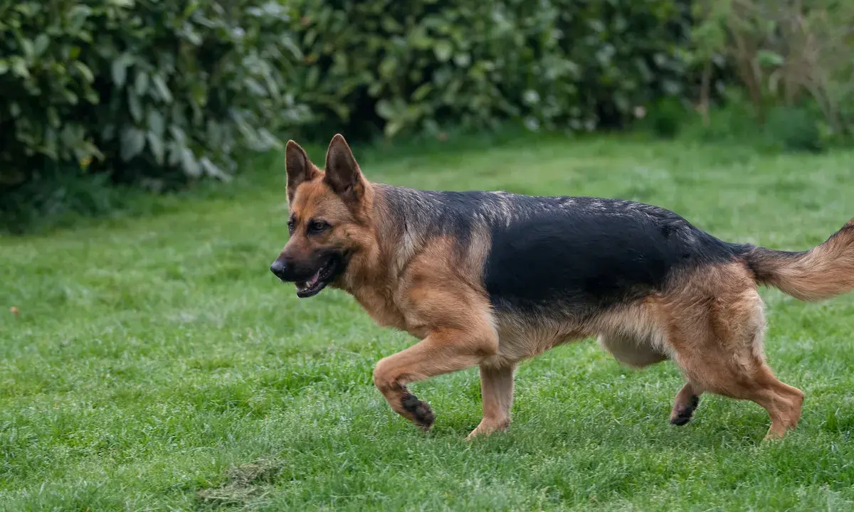 Berger allemand en pleine course sur l'herbe, signe d'une bonne alimentation et d'une santé de fer.
