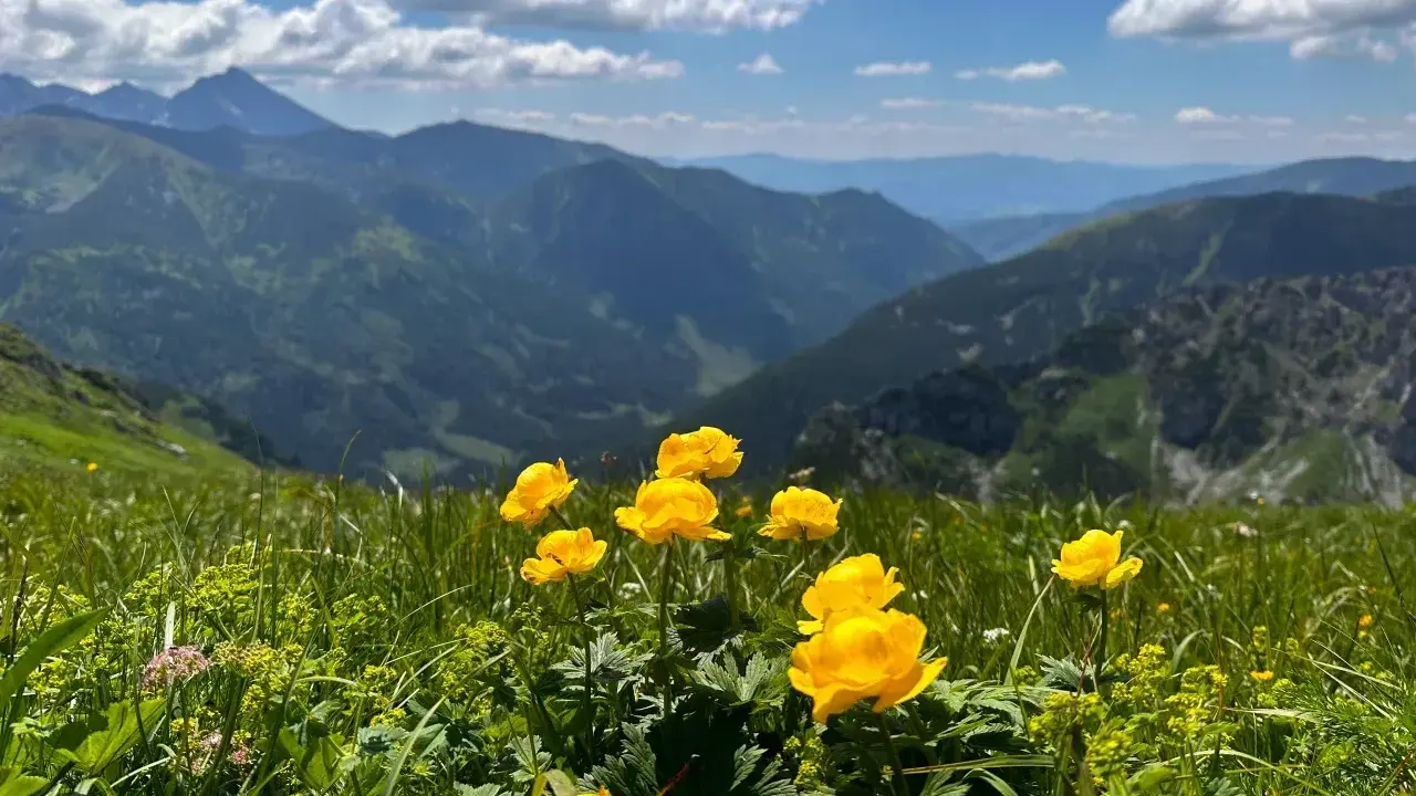 Alpejskie byliny z Tatr, żółte kwiaty na tle górskich szczytów i błękitnego nieba.