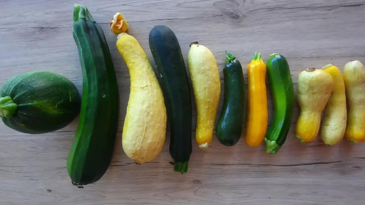 Une collection de courgettes de différentes couleurs et formes, dont une courgette italienne longue verte foncée.