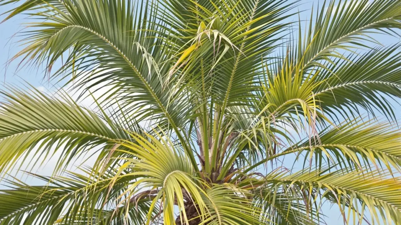 Le soleil a pâli les feuilles d'un palmier, lui donnant une teinte jaune-vert sous le ciel bleu.