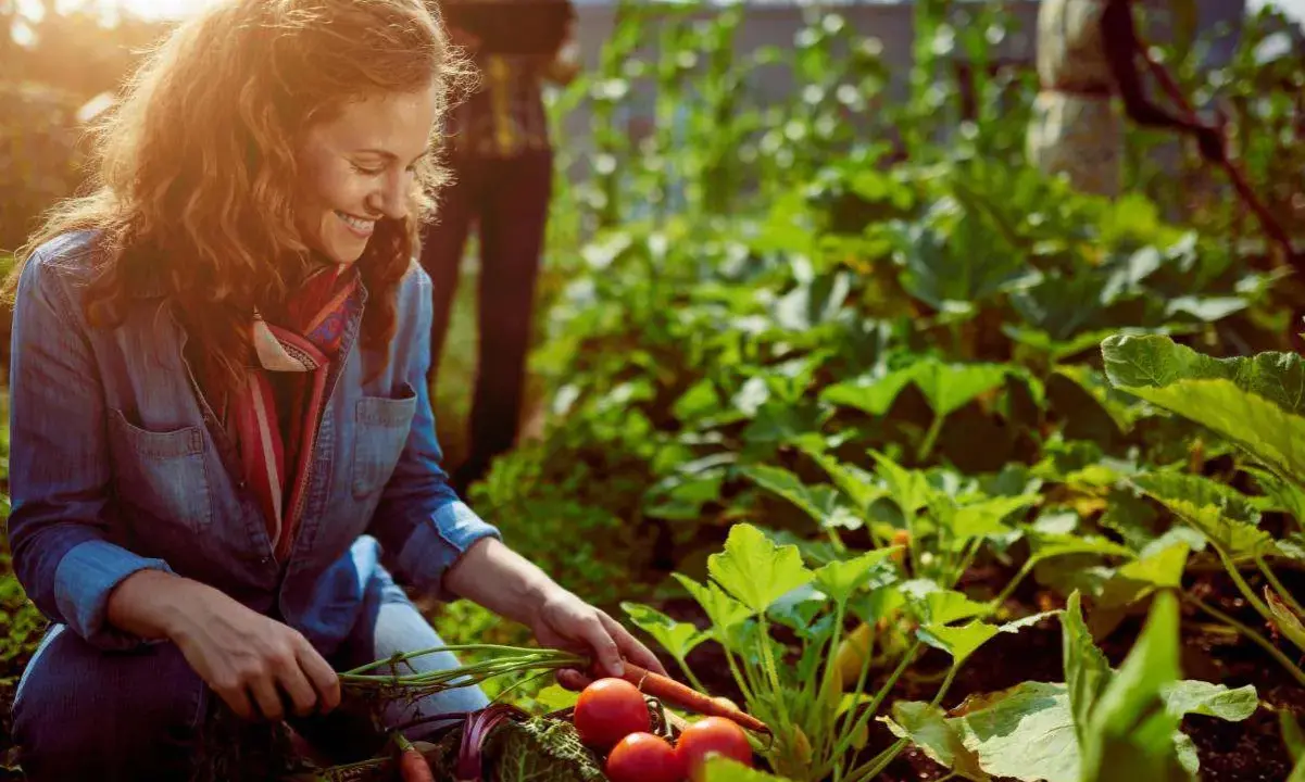 Femme souriante récoltant des carottes et des tomates dans un potager sans entretien luxuriant.