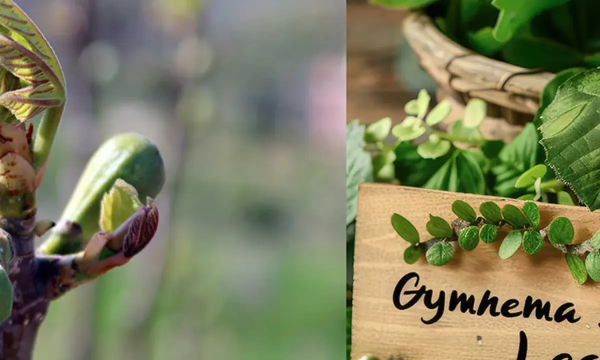 Jeunes pousses et feuilles de gymnema sylvestre, une plante aux multiples bienfaits.