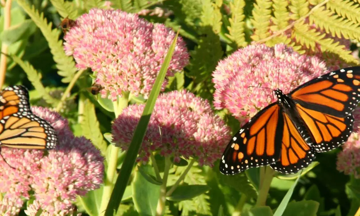 Un papillon monarque aux ailes orange et noires butine des fleurs roses. Des abeilles travaillent aussi sur les asclépiades.