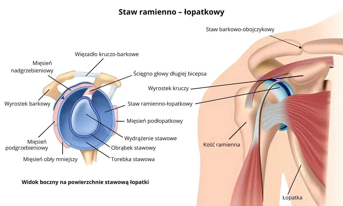 Anatomia stawu ramienno-łopatkowego: mięsień grzebieniowy barku, ścięgno bicepsa, więzadła i kości.