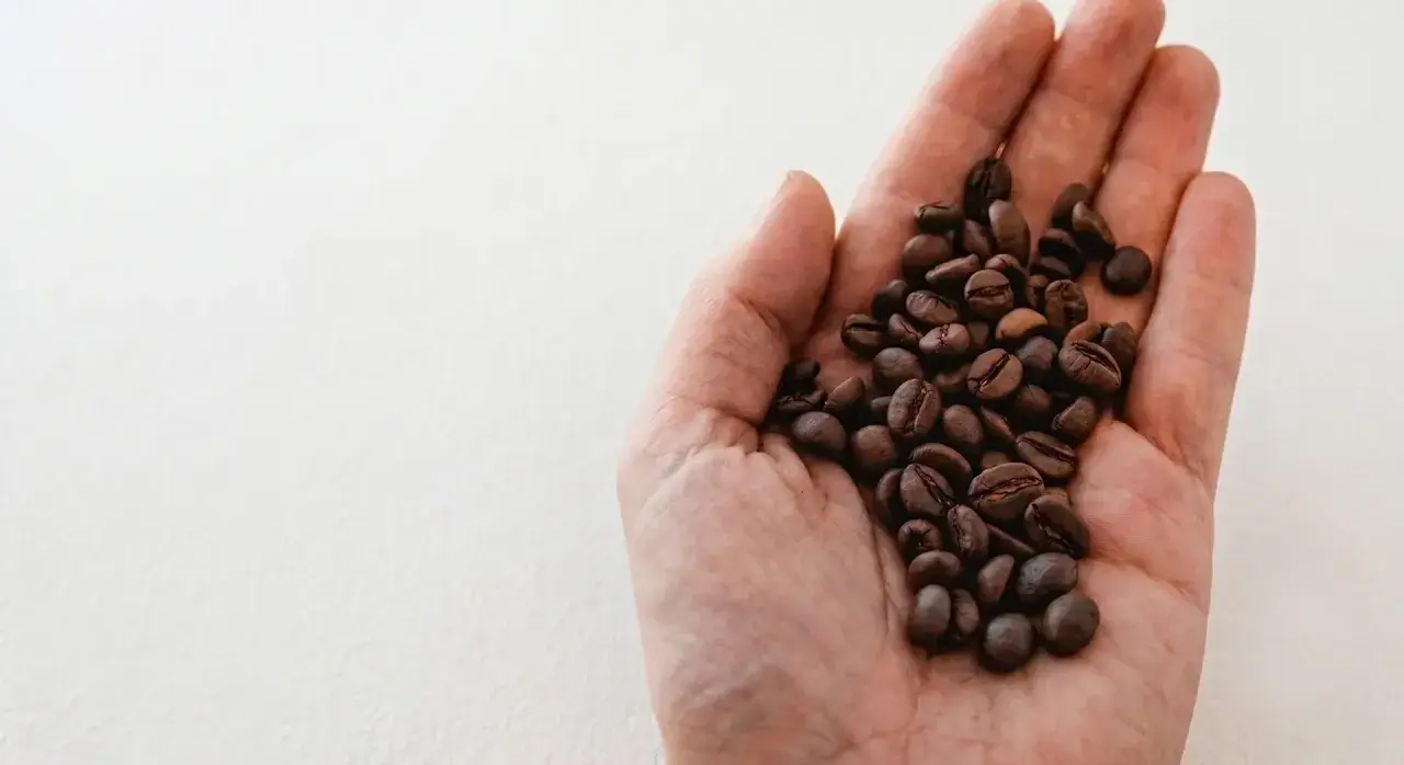 Eine Hand hält geröstete Kaffeebohnen. Das Bild erklärt, was bedeutet entkoffeiniert: Kaffee ohne Koffein.