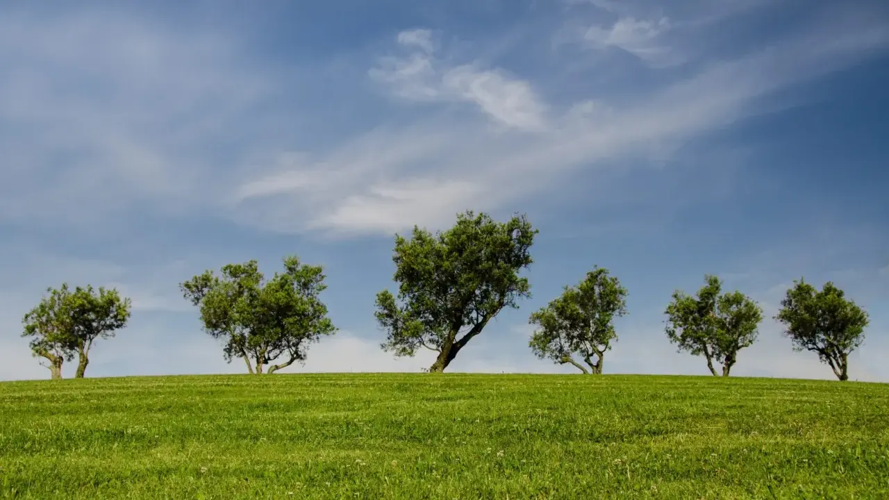Sześć zielonych drzew na tle błękitnego nieba z chmurami. Te drzewa po angielsku, zwane "trees", tworzą malowniczy krajobraz na wzgórzu.