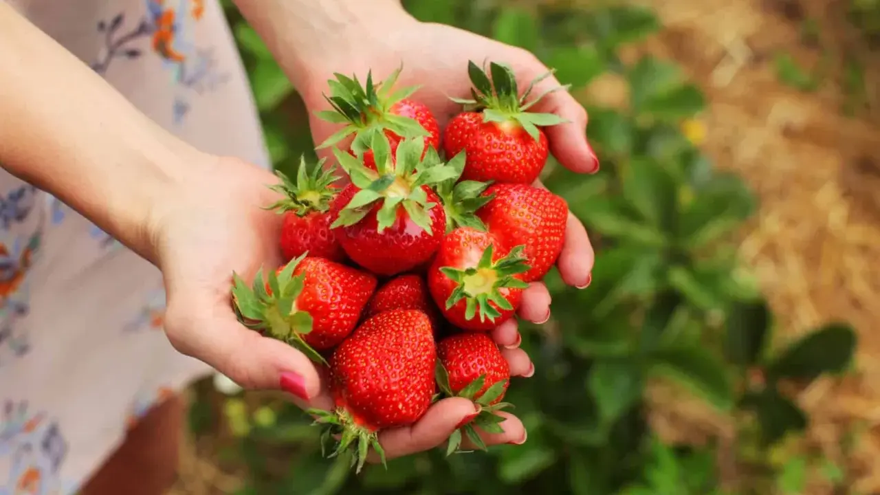 Mains tenant une poignée de fraises rouges et juteuses, prêtes à être plantées.