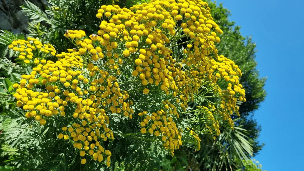 Un bouquet de fleurs jaunes vives, ressemblant à des boutons, se dresse fièrement. Ces fleurs, connues pour leur utilisation en purin de tanaisie, attirent des insectes bourdonnants sous un ciel bleu éclatant.