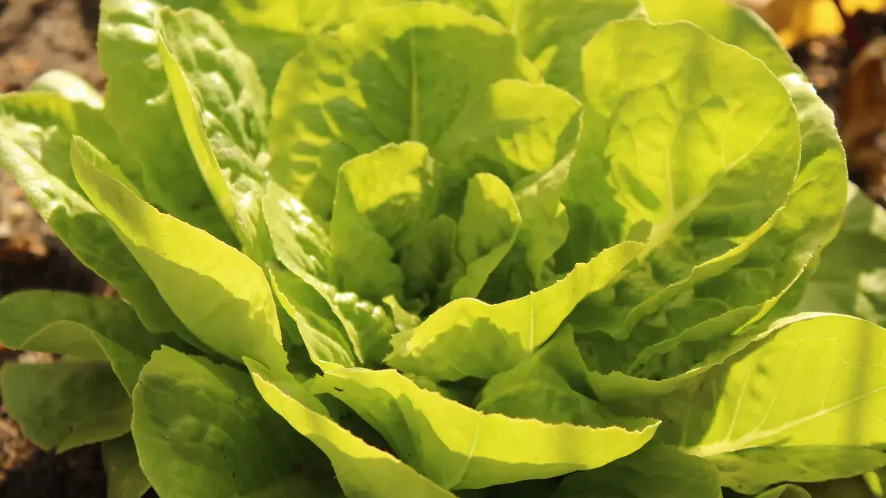 Une belle laitue verte, prête à faire pommer les salades, pousse dans le jardin. Ses feuilles tendres sont baignées de soleil.