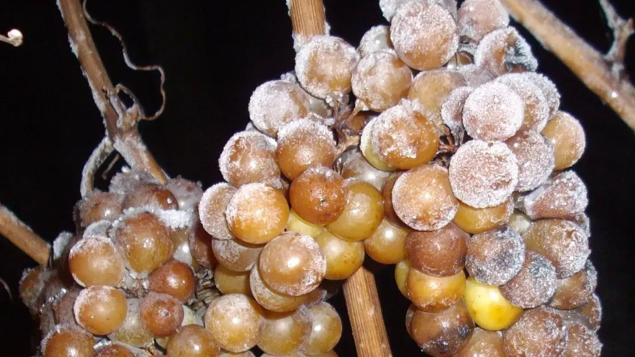 Gefrorene Trauben, die auf den Frost warten, um zu Eiswein verarbeitet zu werden. Was ist Eiswein? Ein süßer Wein, der aus gefrorenen Trauben hergestellt wird.