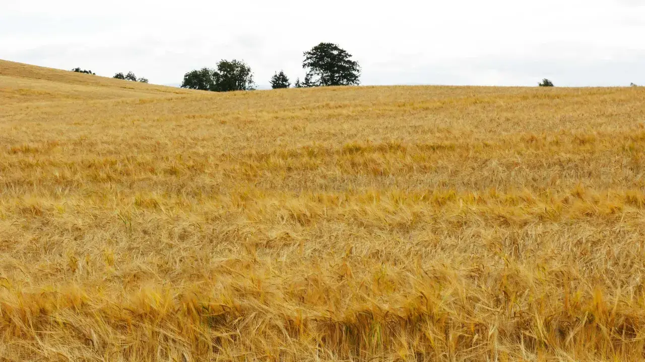 Goldgelbes Gerstenfeld unter bewölktem Himmel. Hier wächst die Basis für einen guten, glutenfreien Whiskey.