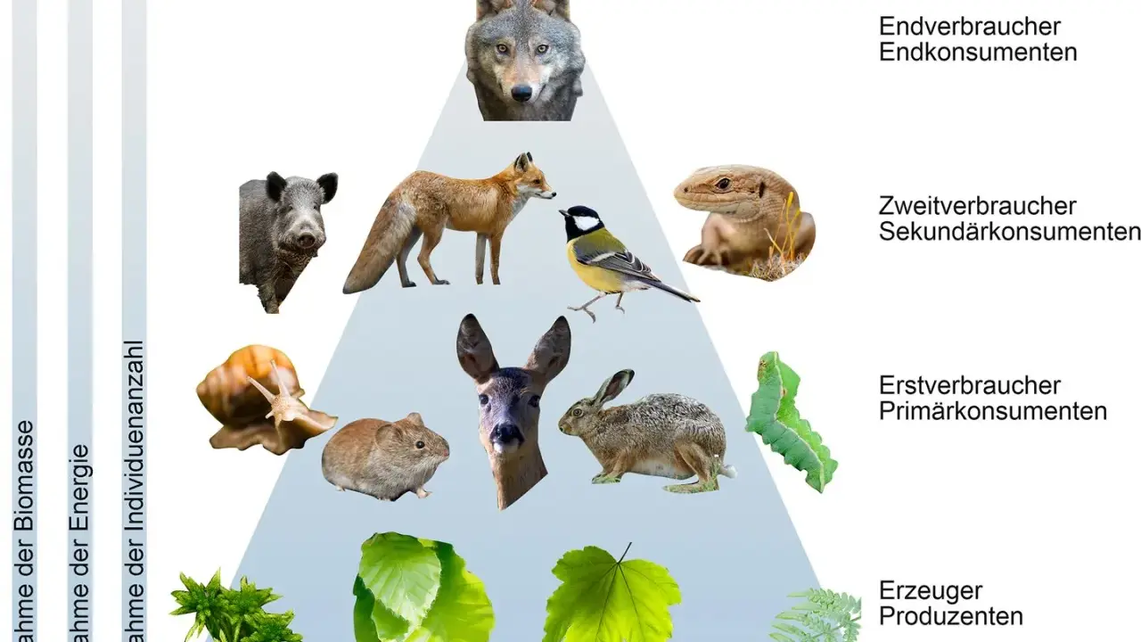 Wolf, Fuchs, Wildschwein, Eidechse, Meise, Reh, Hase, Maus, Schnecke, Raupe und Pflanzen bilden eine Nahrungskette.
