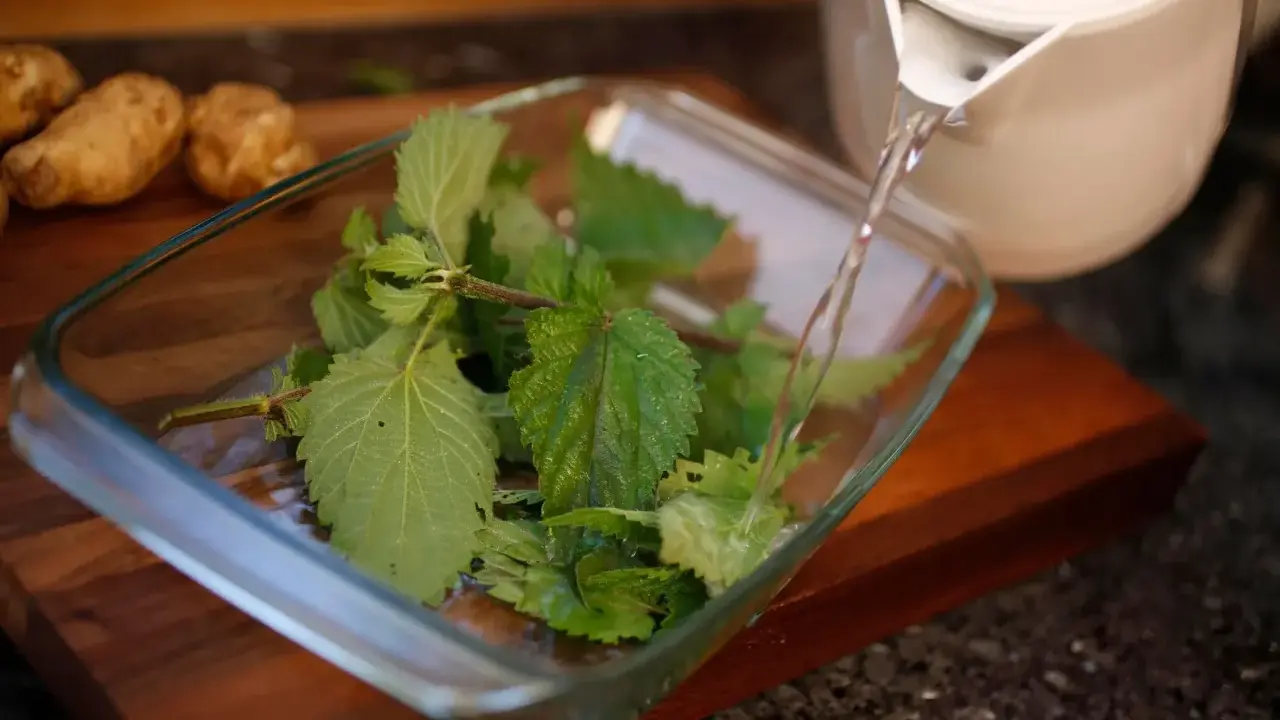 Préparation du purin d'ortie : de l'eau chaude est versée sur des orties fraîches dans un plat en verre. Des pommes de terre sont visibles en arrière-plan.