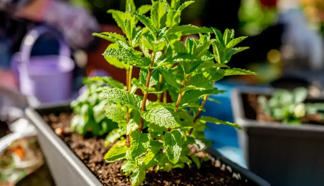 Planta de menta en maceta, ideal como plantas antimosquitos para tu jardín.