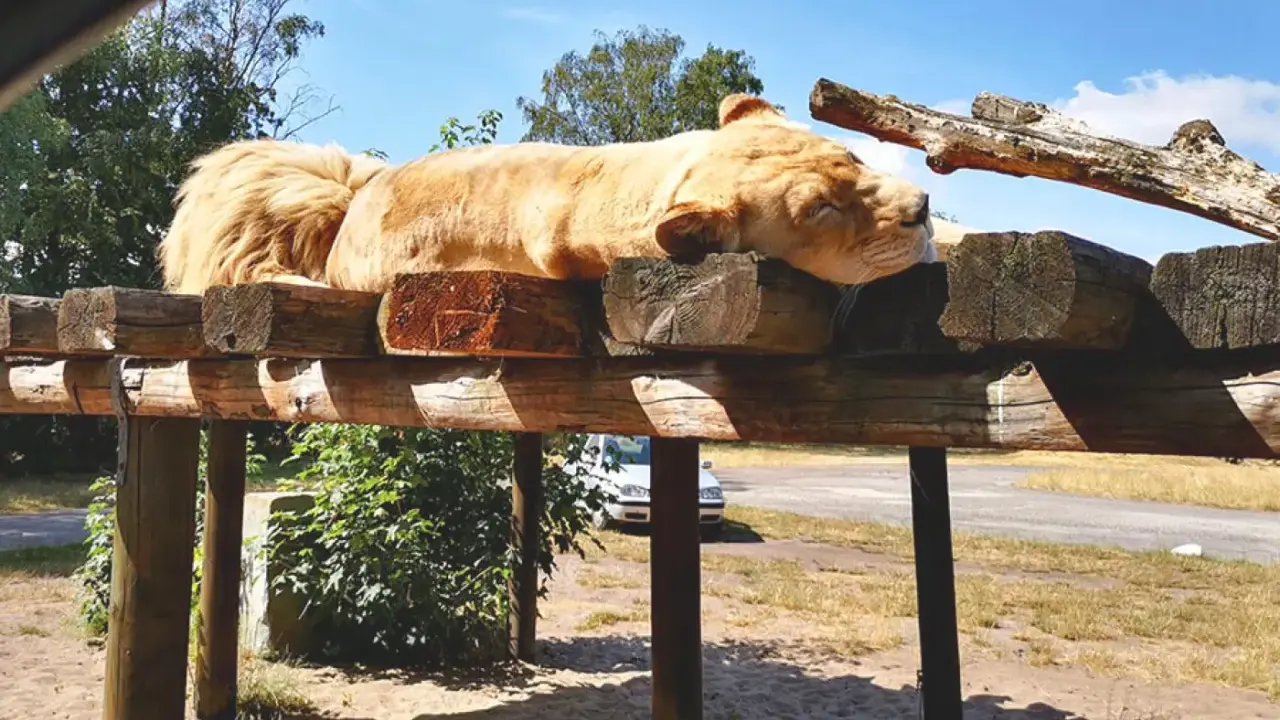 Safaripark Stukenbrock: Alle Attraktionen & Shows für Ihren Ausflug
