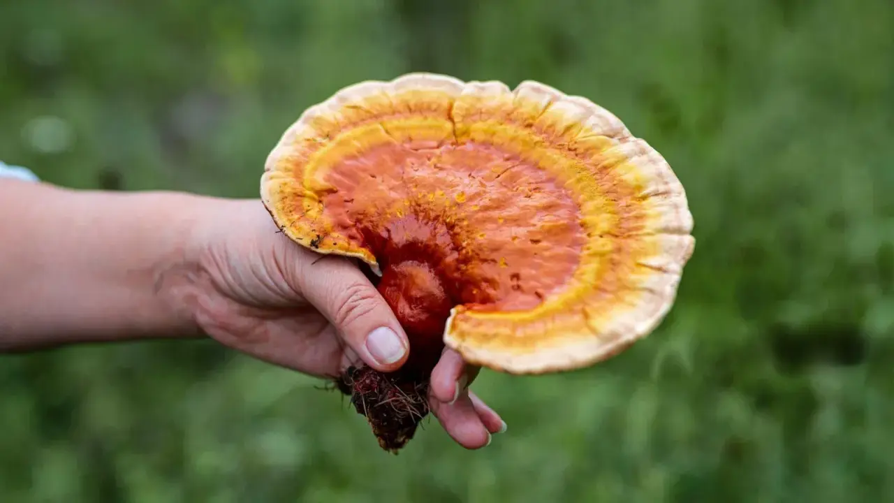 Une main tient un champignon reishi aux couleurs vives, évoquant ses nombreux bienfaits pour la santé.