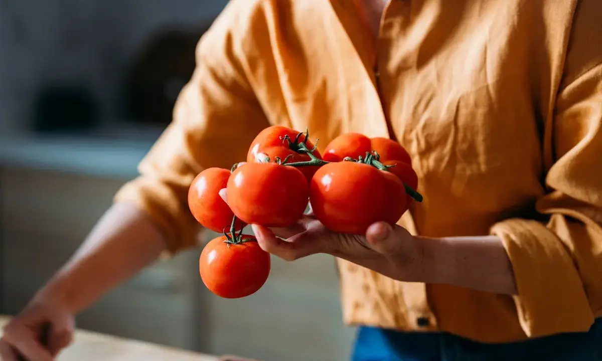 Une personne tient une grappe de tomates rouges fraîches, prêtes à être conservées.
