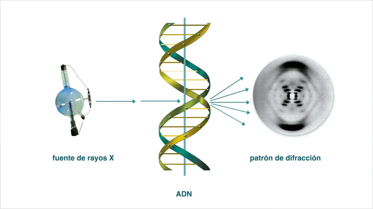 El ADN, estudiado por James Watson y Francis Crick, se irradia con rayos X, produciendo un patrón de difracción que revela su estructura helicoidal.