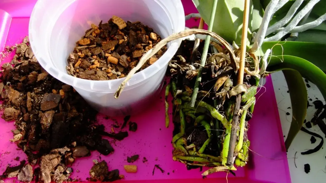 Orchideen Pflege: Wurzeln einer Orchidee werden aus dem alten Substrat genommen. Frische Rinde liegt daneben.