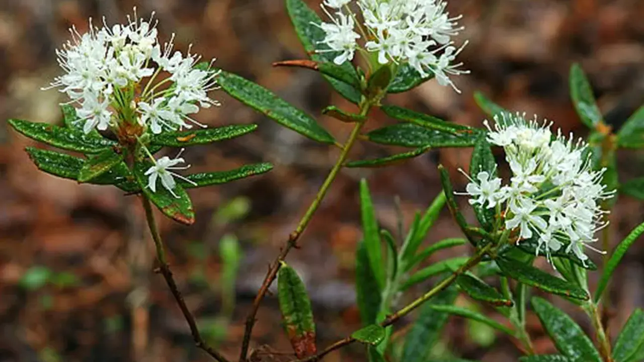 Fleurs blanches délicates de l'huile essentielle Ledon du Groenland, sur fond boisé.