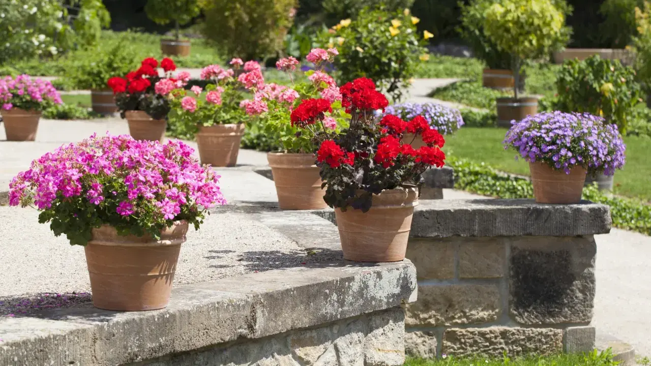 Pots de géraniums roses, rouges et violets en pleine floraison, parfaits pour un entretien facile et un jardin coloré.