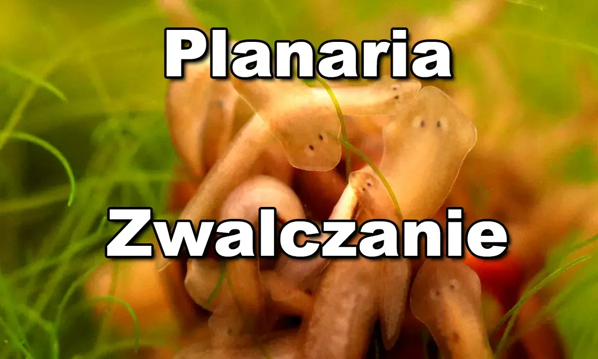 Kilka planarii w akwarium, które mogą wymagać zwalczania.
