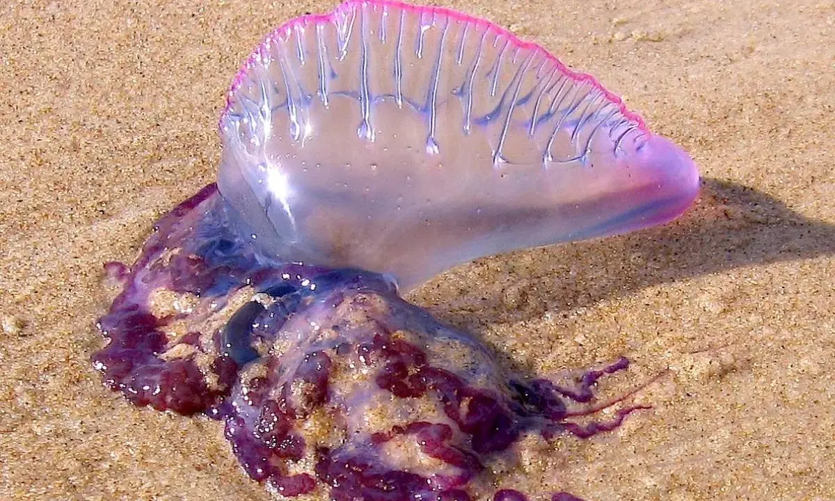 Una medusa letale, la Caravella Portoghese, spiaggiata sulla sabbia con il suo galleggiante rosa e tentacoli viola.