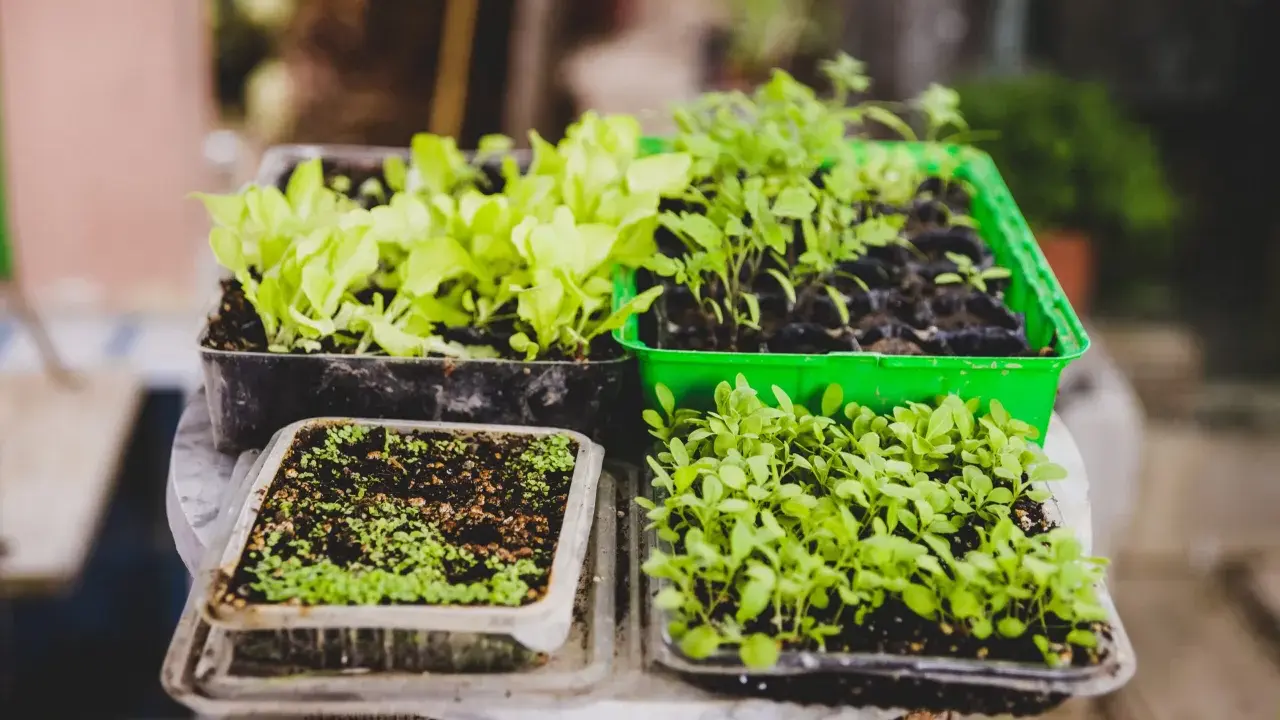 Semilleros con plantas jóvenes, listos para trasplantar. Guía para saber como hacer un huerto en el campo paso a paso.
