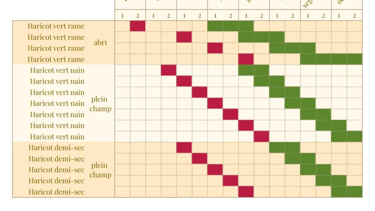 Calendrier de plantation et de récolte des haricots verts. Les couleurs indiquent le temps de levée et la période de récolte.