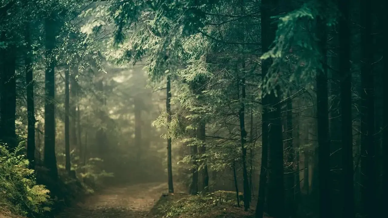 Mglisty szlak prowadzi przez gęste, mroczne **puszcze w Polsce**. Promienie słońca przebijają się przez konary drzew, tworząc magiczną atmosferę.