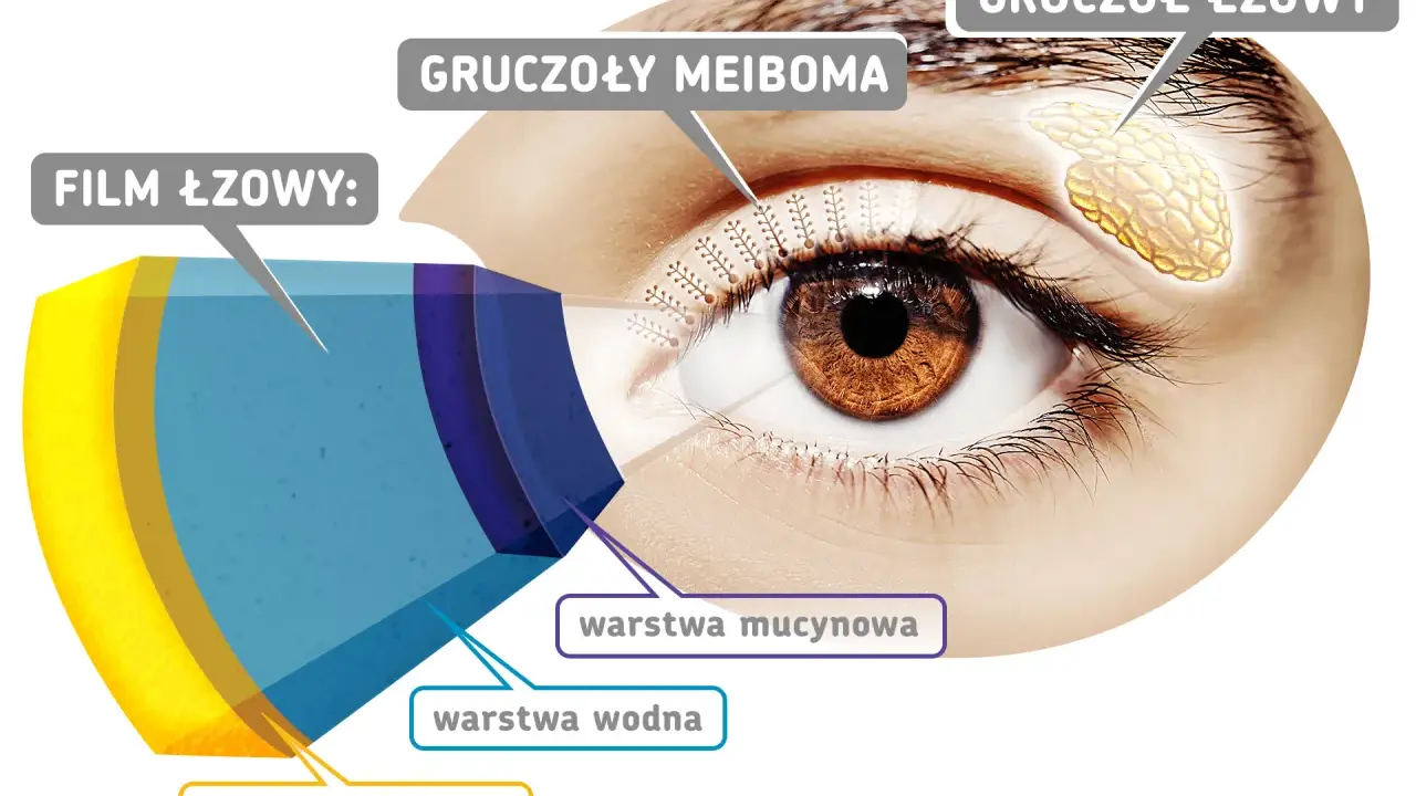 Schemat budowy filmu łzowego na powiece oka: warstwa lipidowa, wodna i mucynowa. Widać gruczoły Meiboma i gruczoł łzowy.