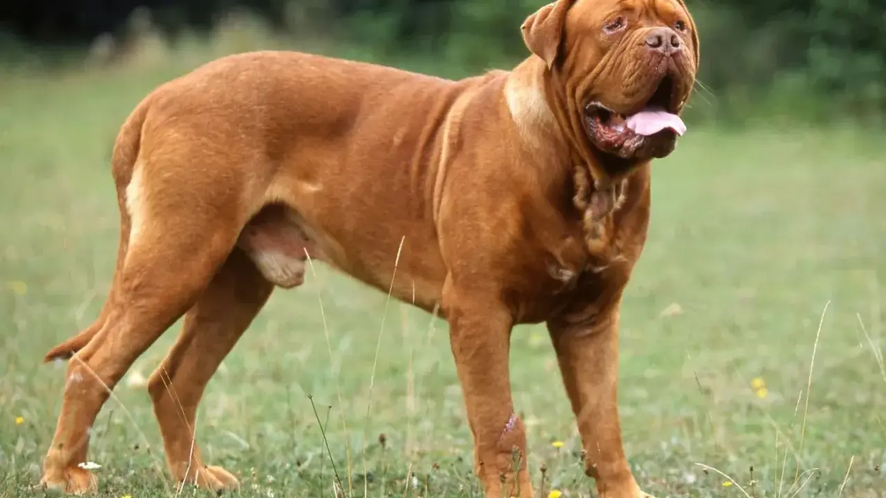 Potężny dog z Bordeaux, o rudym umaszczeniu, stoi na trawie, dysząc z otwartym pyskiem.