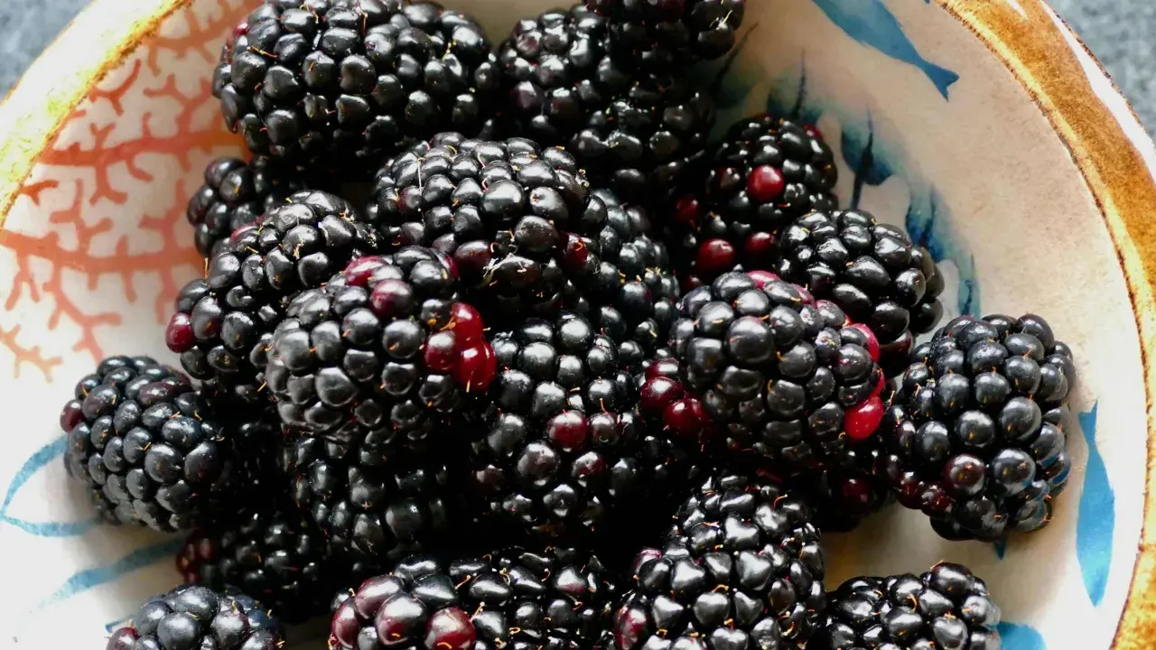 Ein Schälchen voller saftiger Brombeeren, die zeigen, wie gesund und lecker diese Früchte sind.