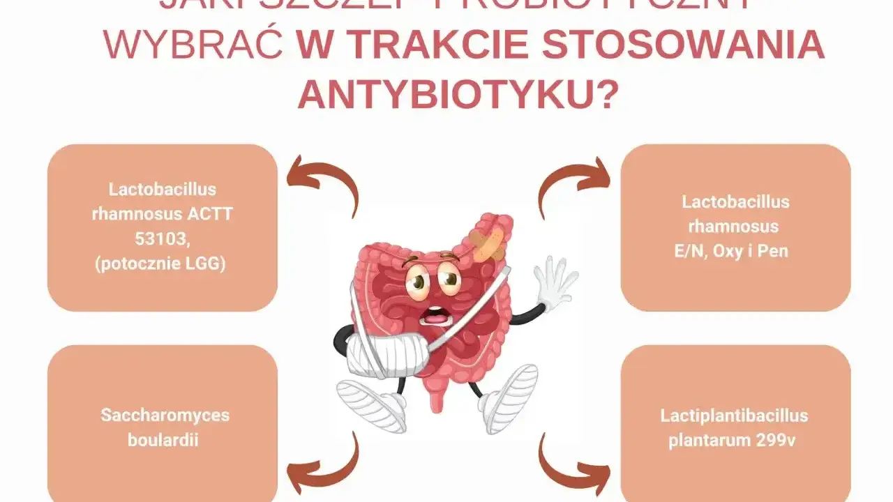 Jaki probiotyk przed czy po antybiotyku? Grafika pokazuje jelita w opasce, otoczone nazwami szczepów probiotycznych.