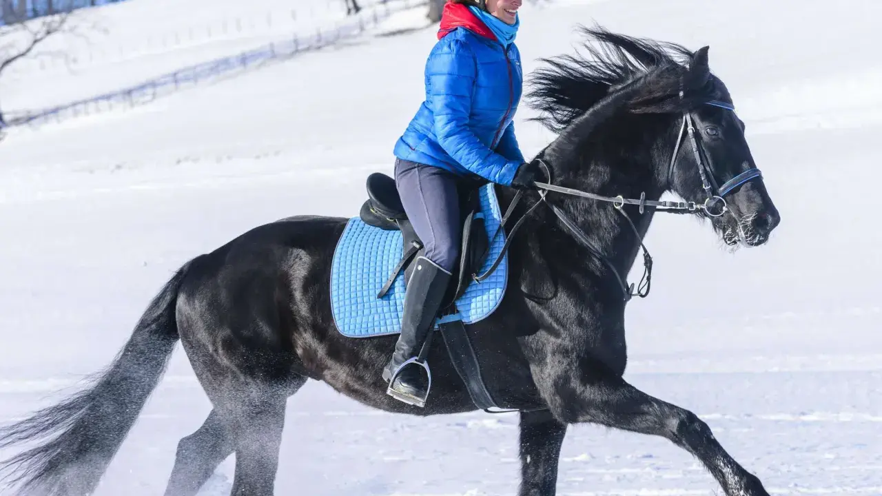 Eine Reiterin in blauer Jacke genießt das **reiten im schnee** auf einem schwarzen Pferd. Der Schnee spritzt unter den Hufen auf.