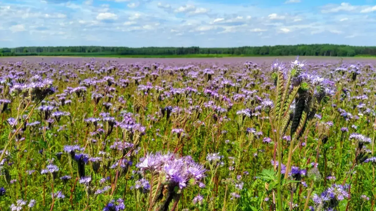 Pole fioletowej facelii na poplon, kwitnącej pod błękitnym niebem z białymi chmurami.