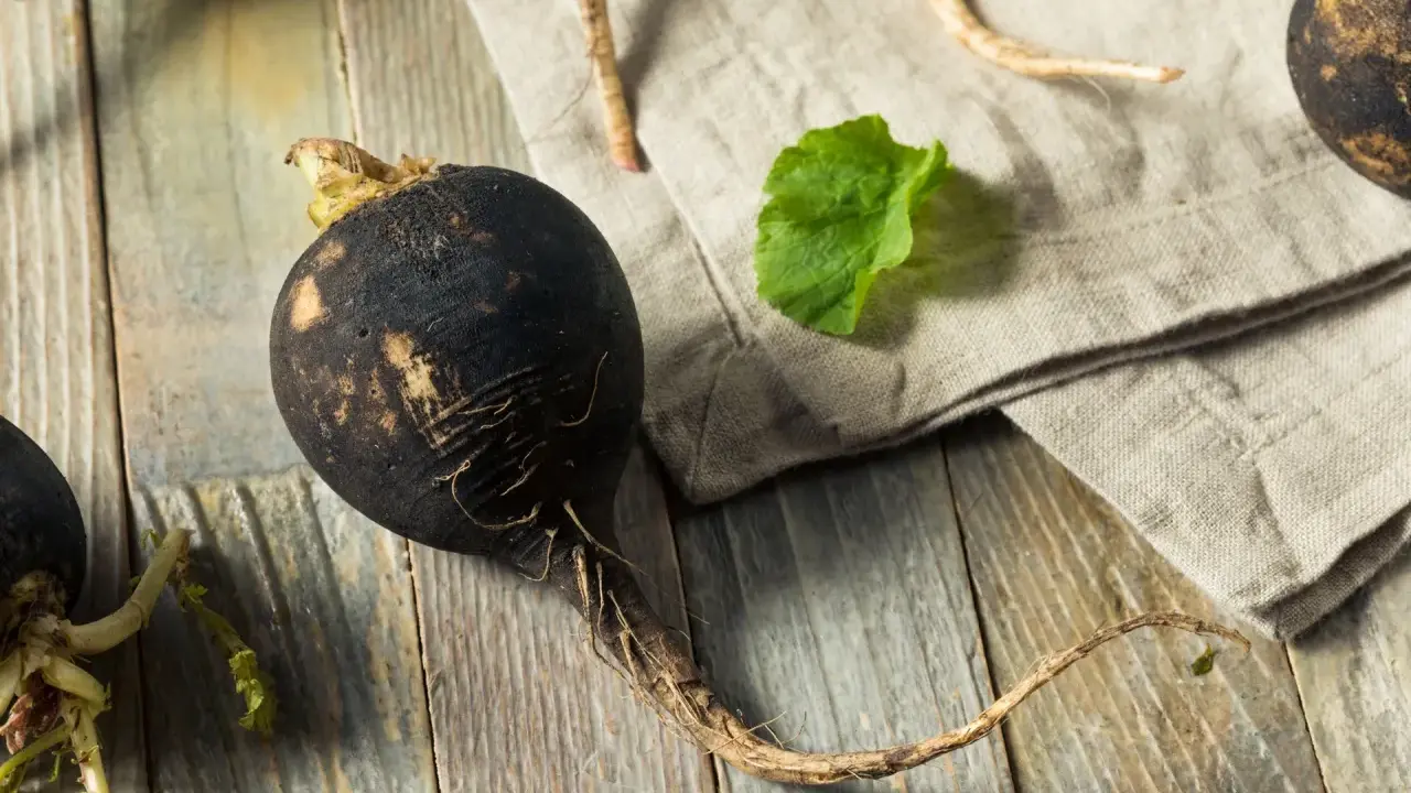 Gros radis noir rustique, avec ses racines fines, posé sur une planche de bois vieillie. Une feuille verte et un tissu de lin complètent la scène.