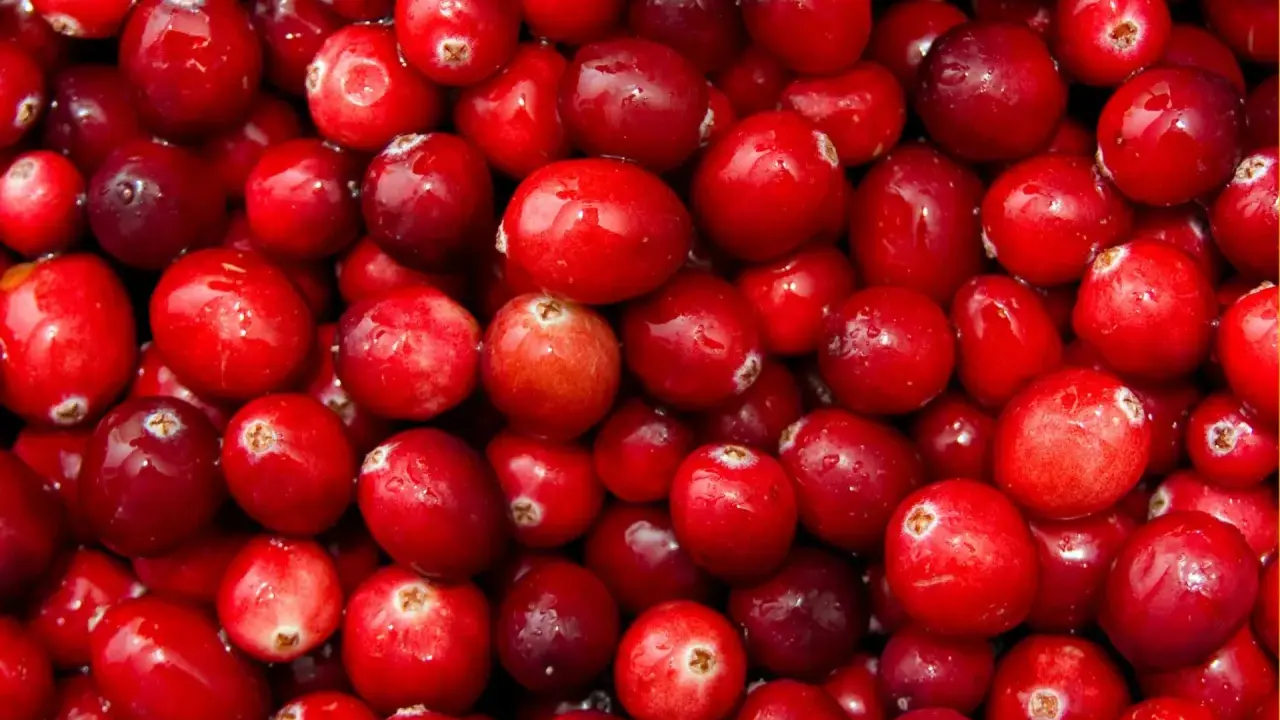 Gros plan sur une multitude de canneberges rouges et brillantes, rappelant les nombreux canneberge bienfaits pour la santé.