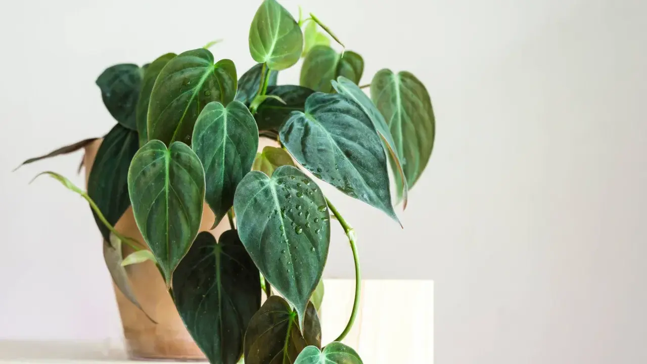Philodendron narrow z ciemnozielonymi, sercowatymi liśćmi, niektóre z kropelkami wody, w glinianej doniczce.