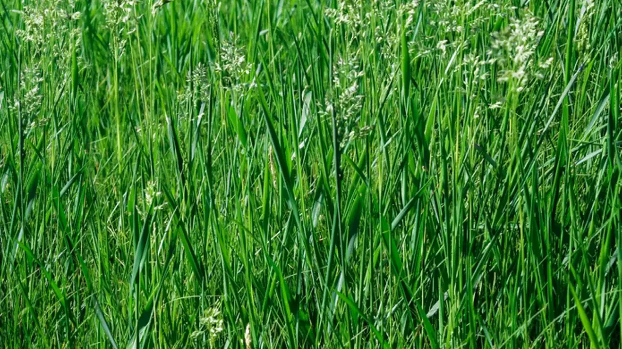 A dense field of lush green clumping fescue grass, with delicate white seed heads reaching upwards.