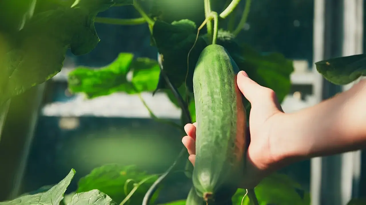 Main verte, une main cueille une belle variété de concombre dans une serre.