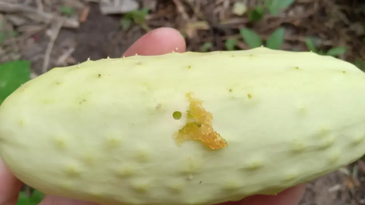 A pale green cucumber shows damage from a pickle worm, with a small hole and chewed-up flesh.