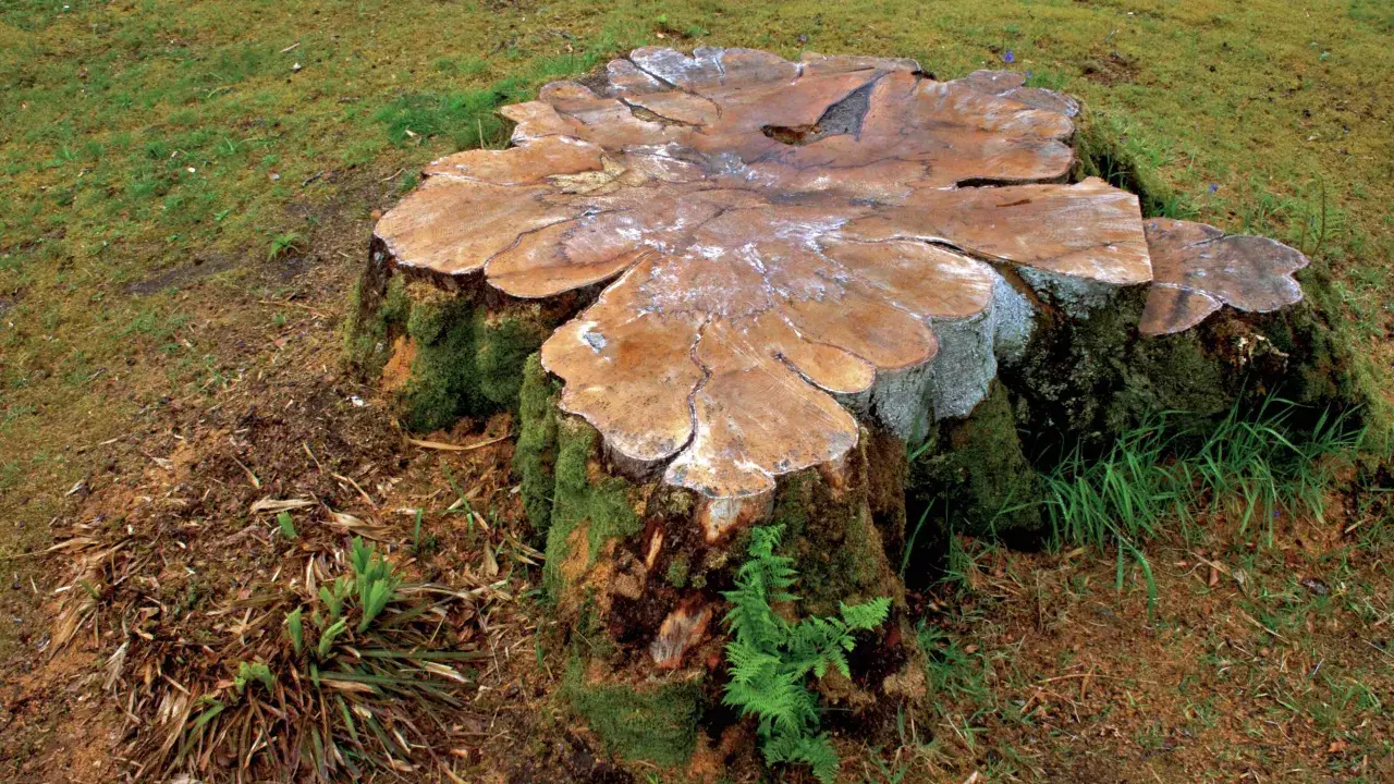 Gros tronc d'arbre couvert de mousse, prêt à pourrir. La nature reprend ses droits, montrant comment faire pourrir une souche naturellement.